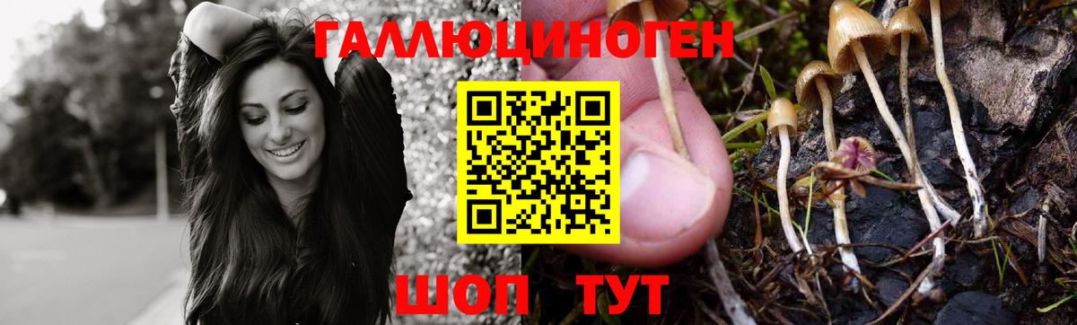Россия  Псилоцибиновые грибы Psilocybine cubensis  Вход с VPN 